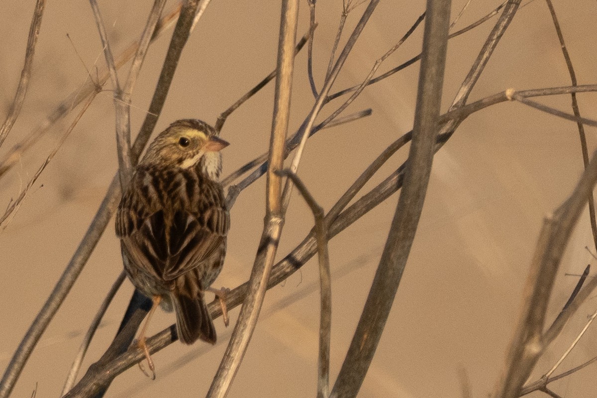 Savannah Sparrow - ML645679731