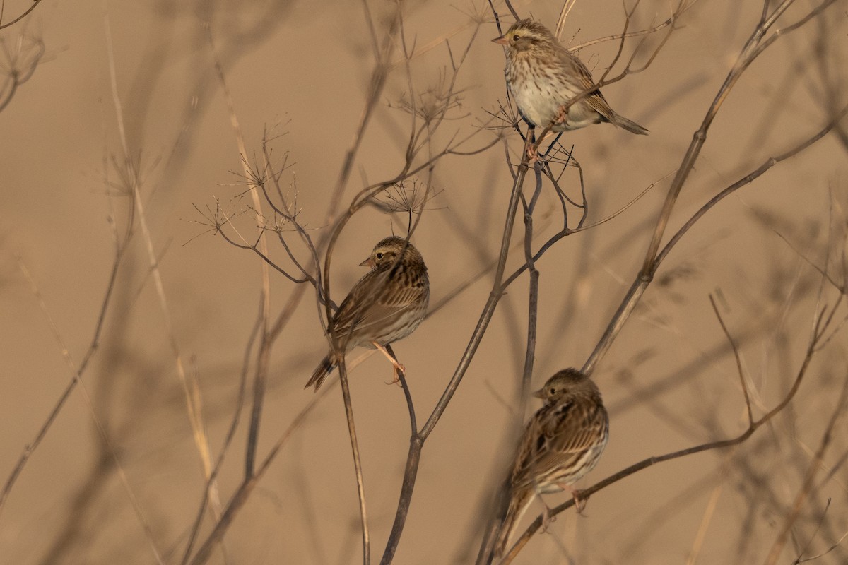 Savannah Sparrow - ML645679733