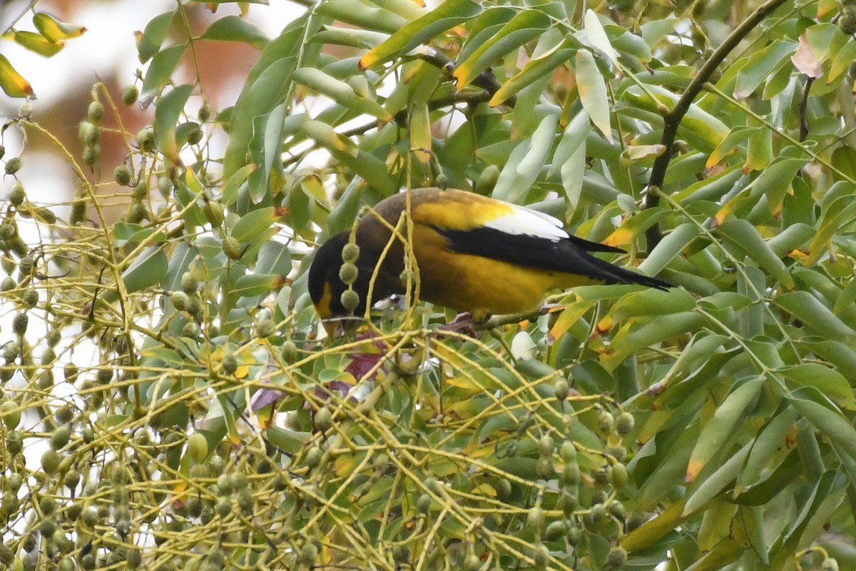 Evening Grosbeak (Eastern or type 3) - ML645679736