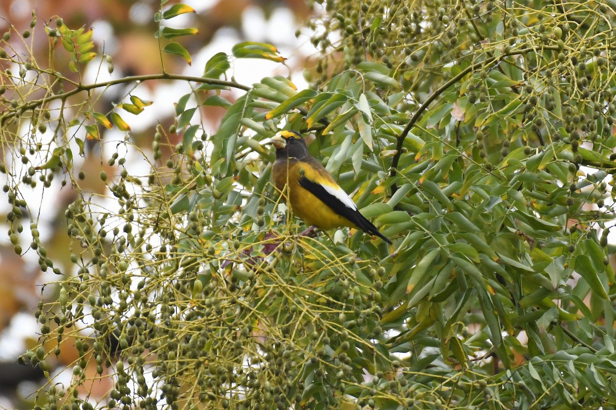 Evening Grosbeak (Eastern or type 3) - ML645679737