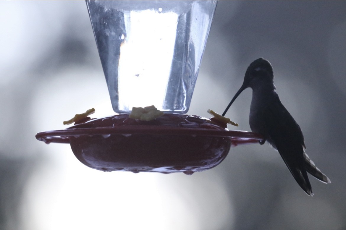 kolibřík skvostný - ML645679740