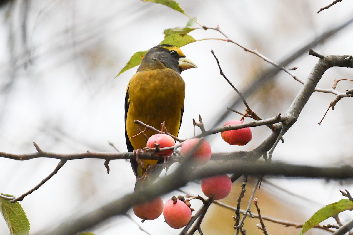 Evening Grosbeak (Eastern or type 3) - ML645679750