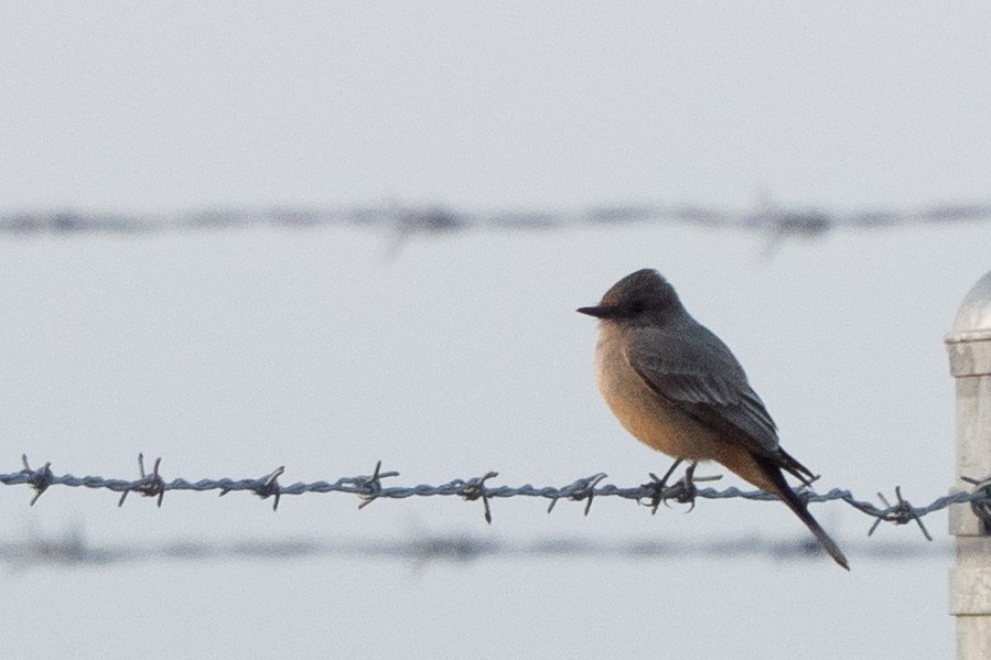Say's Phoebe - ML645679751