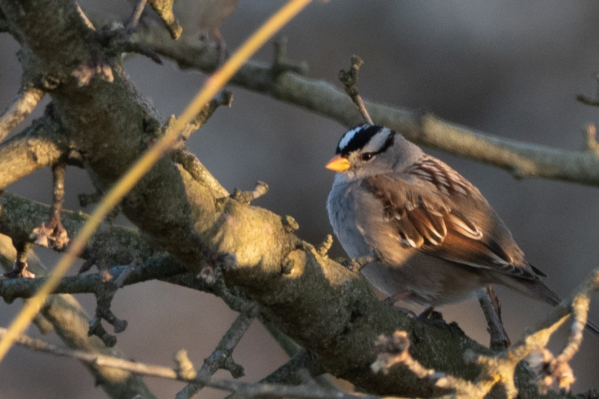 White-crowned Sparrow - ML645679758