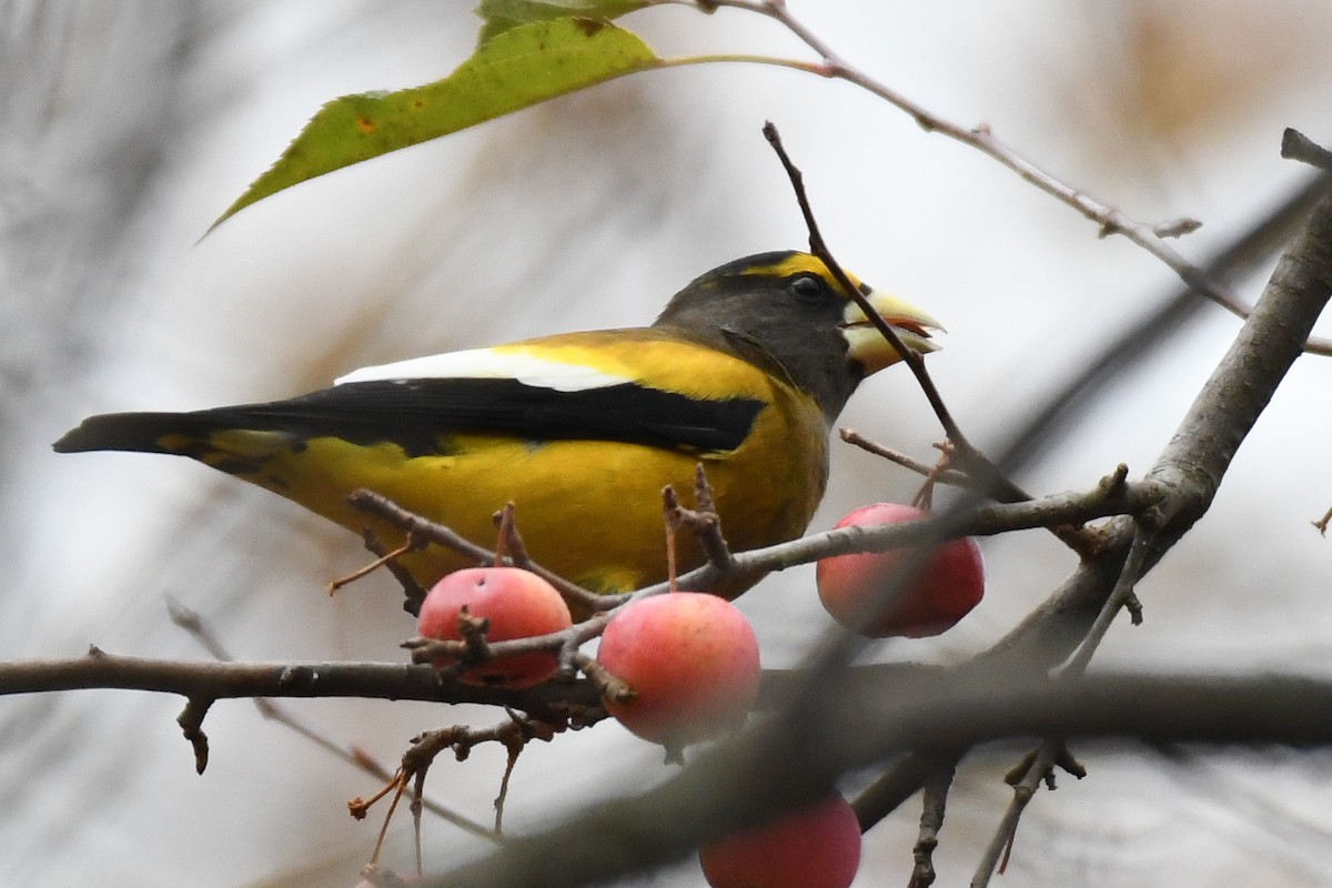 Evening Grosbeak (Eastern or type 3) - ML645679759