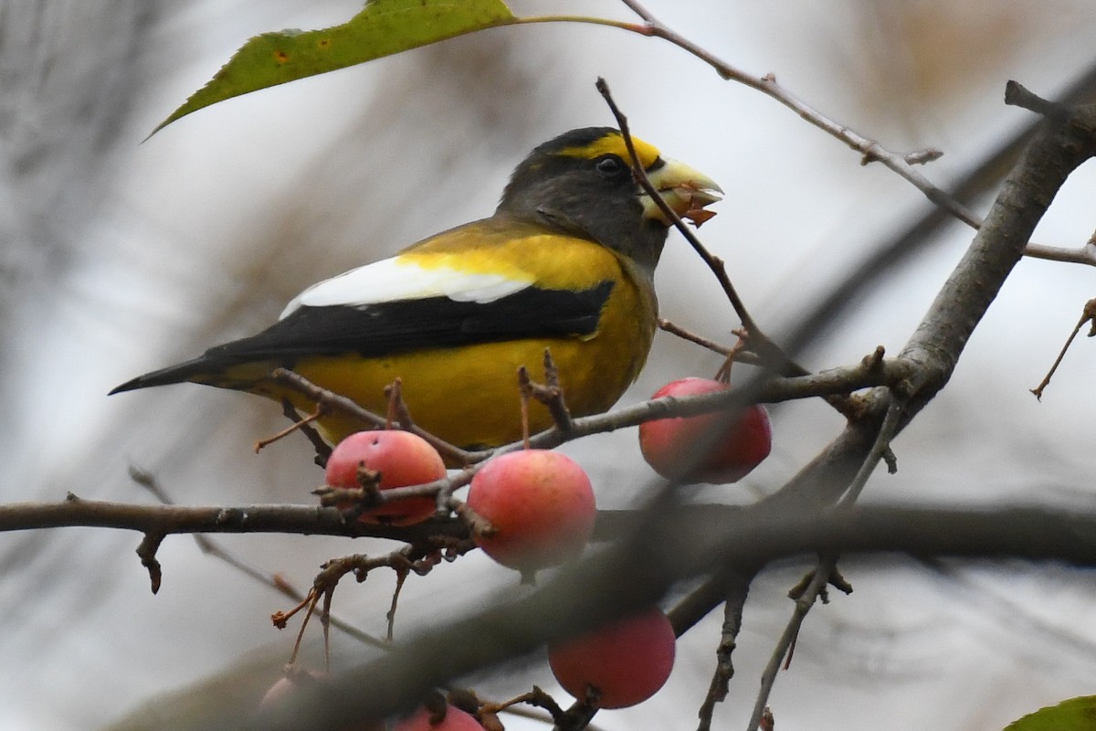 Evening Grosbeak (Eastern or type 3) - ML645679760