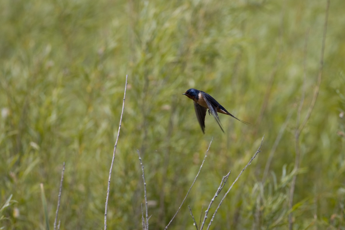 Деревенская ласточка - ML645679763