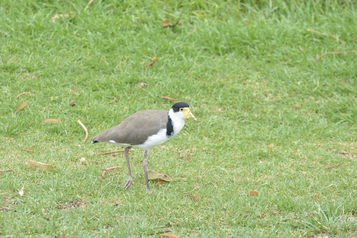 Masked Lapwing - ML645679765
