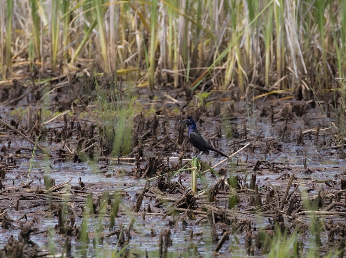 Пурпурный гракл - ML645679767