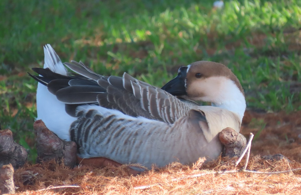 Ánsar Cisnal (variedad doméstica) - ML645679773
