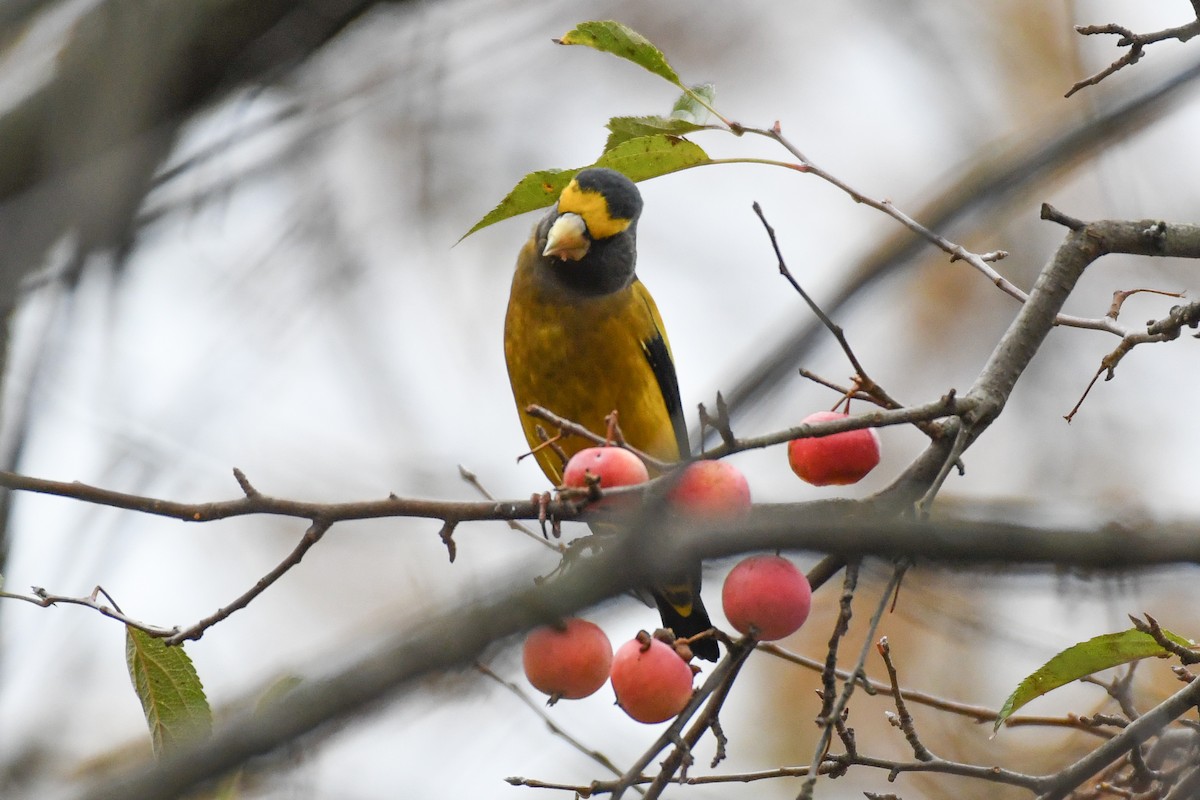 Evening Grosbeak (Eastern or type 3) - ML645679785