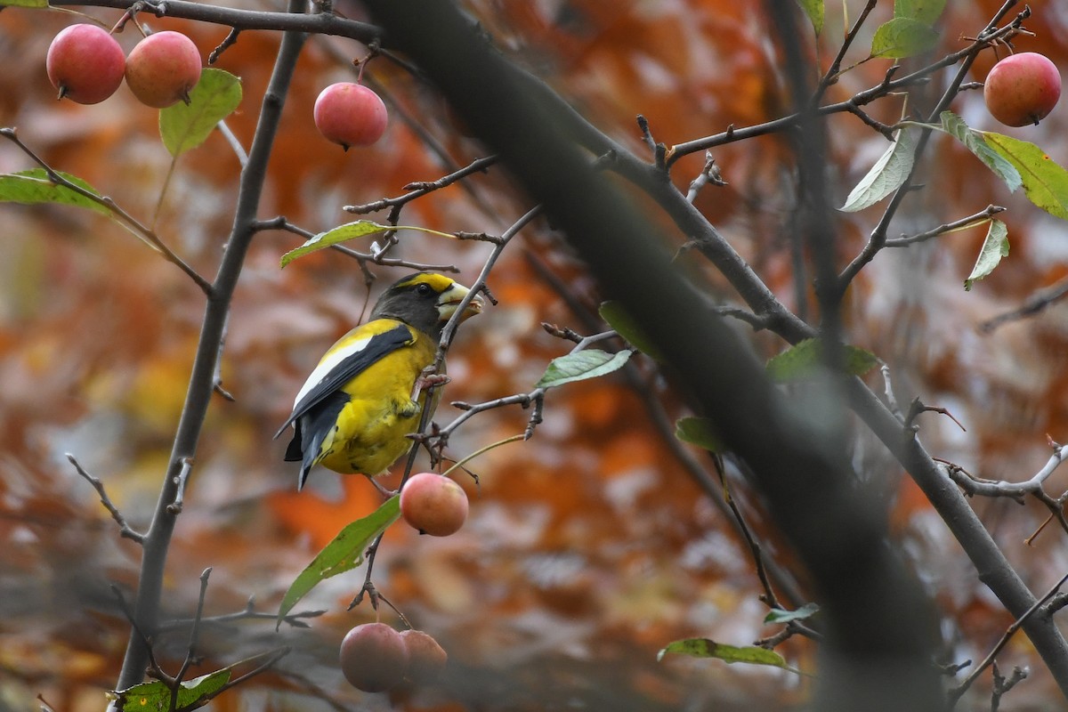 Evening Grosbeak (Eastern or type 3) - ML645679793