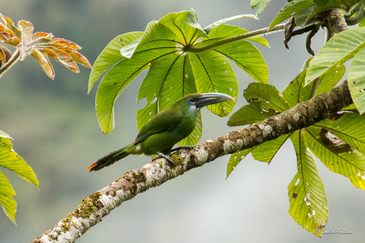 Blue-banded Toucanet - ML645679794