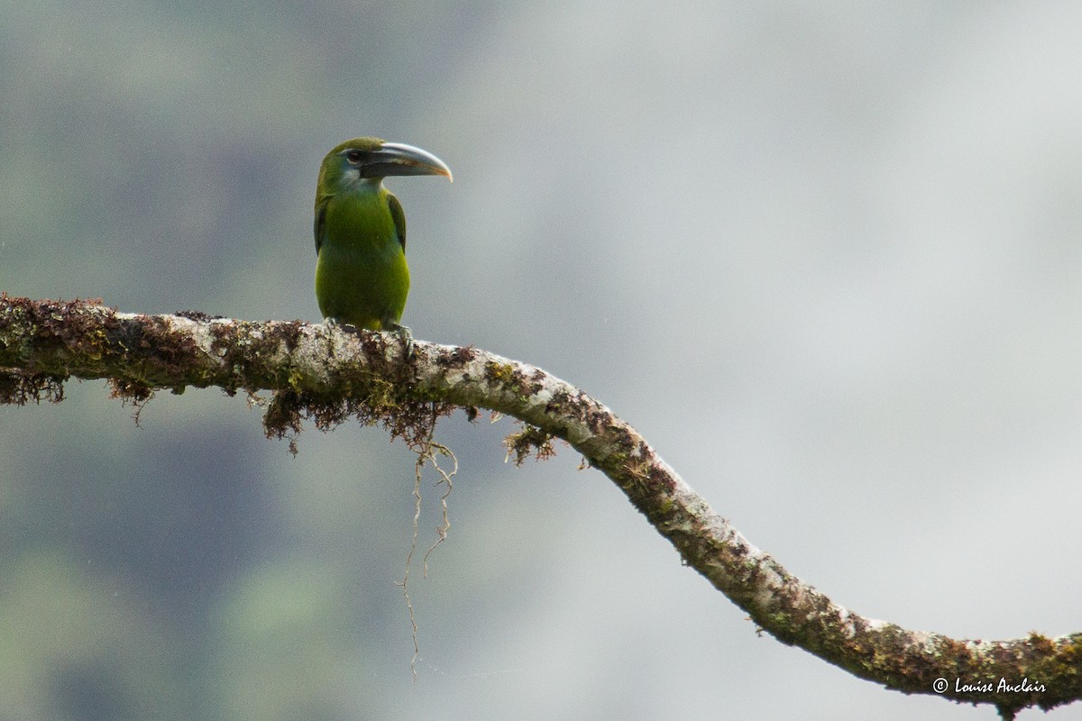 Blue-banded Toucanet - ML645679795