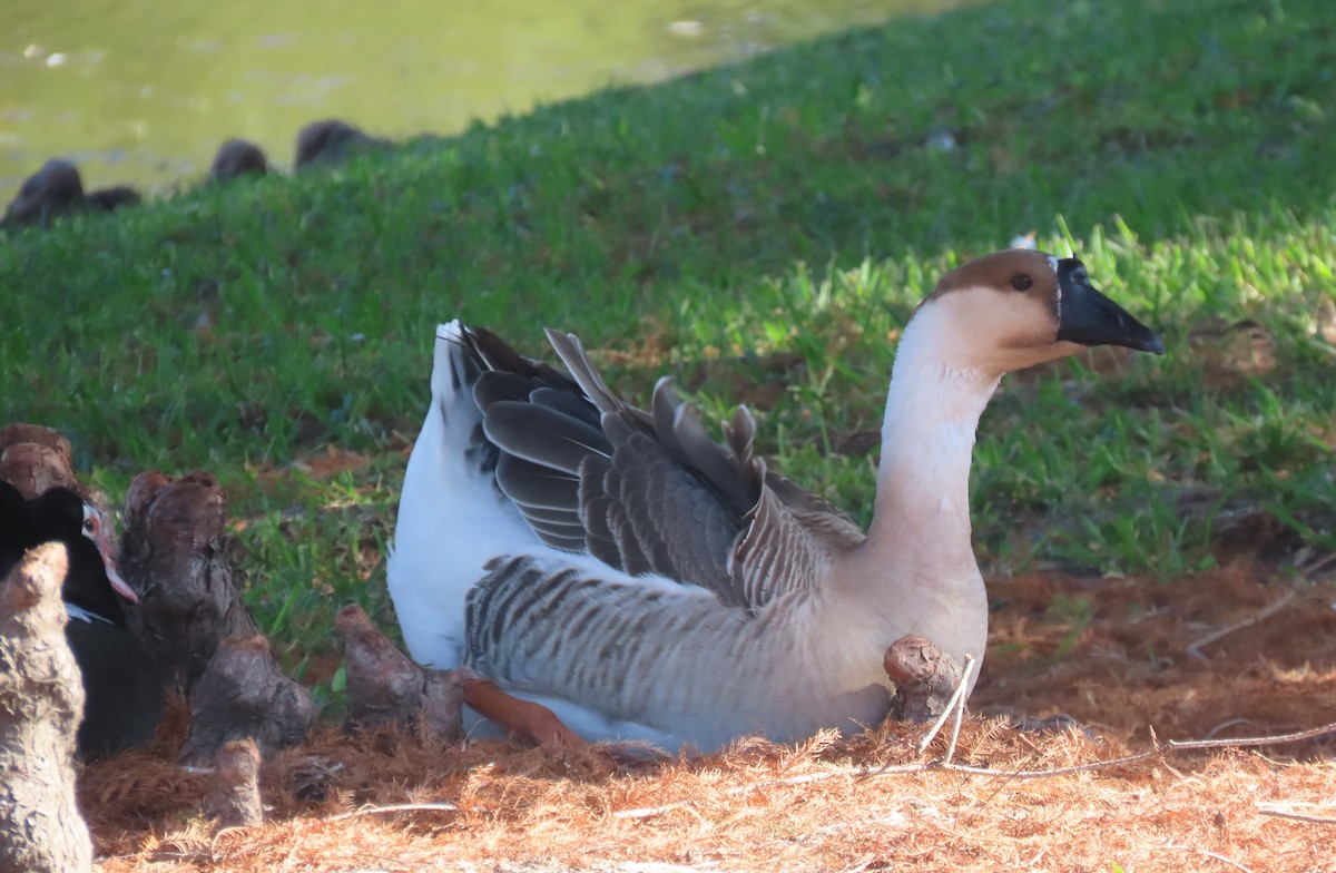 Ánsar Cisnal (variedad doméstica) - ML645679802