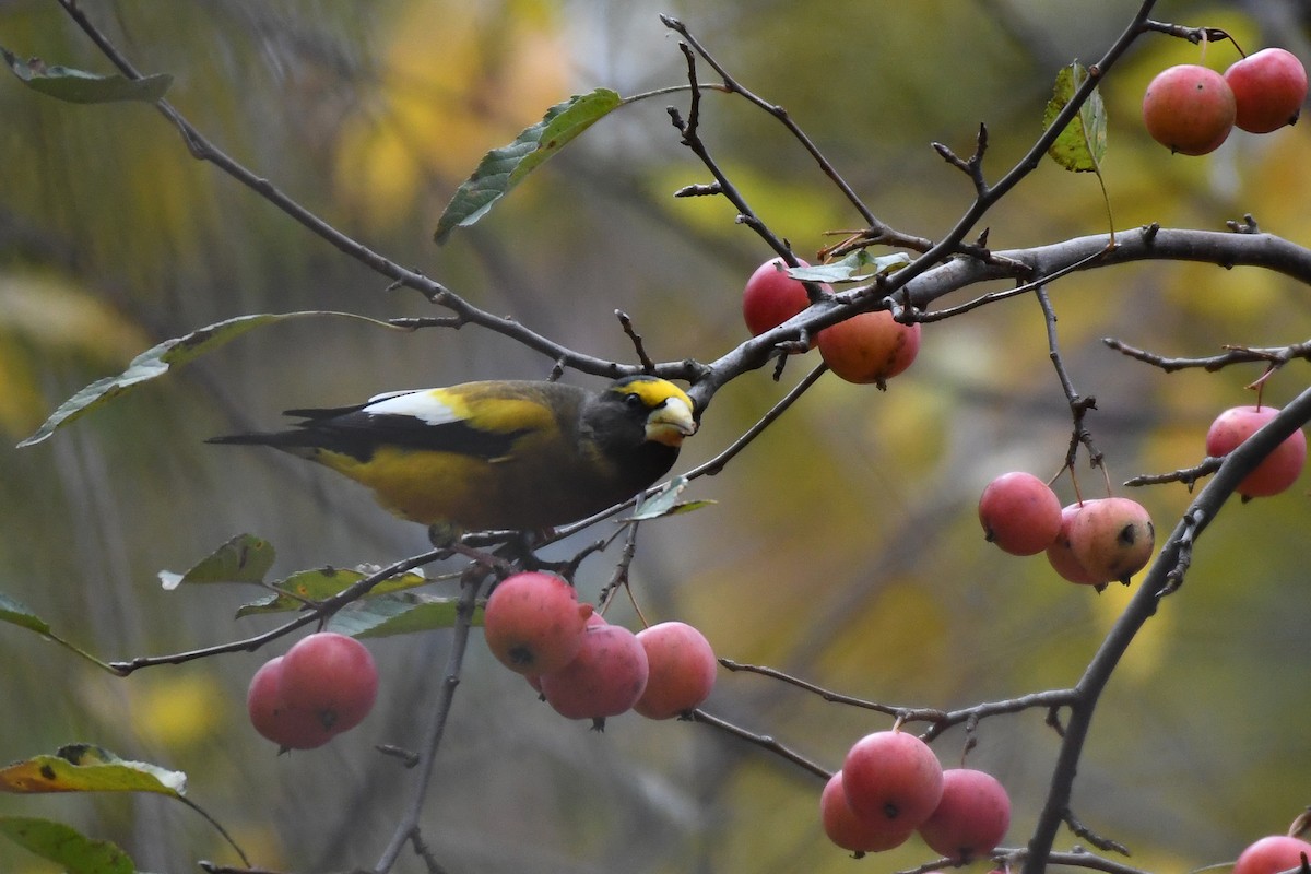 Evening Grosbeak (Eastern or type 3) - ML645679804