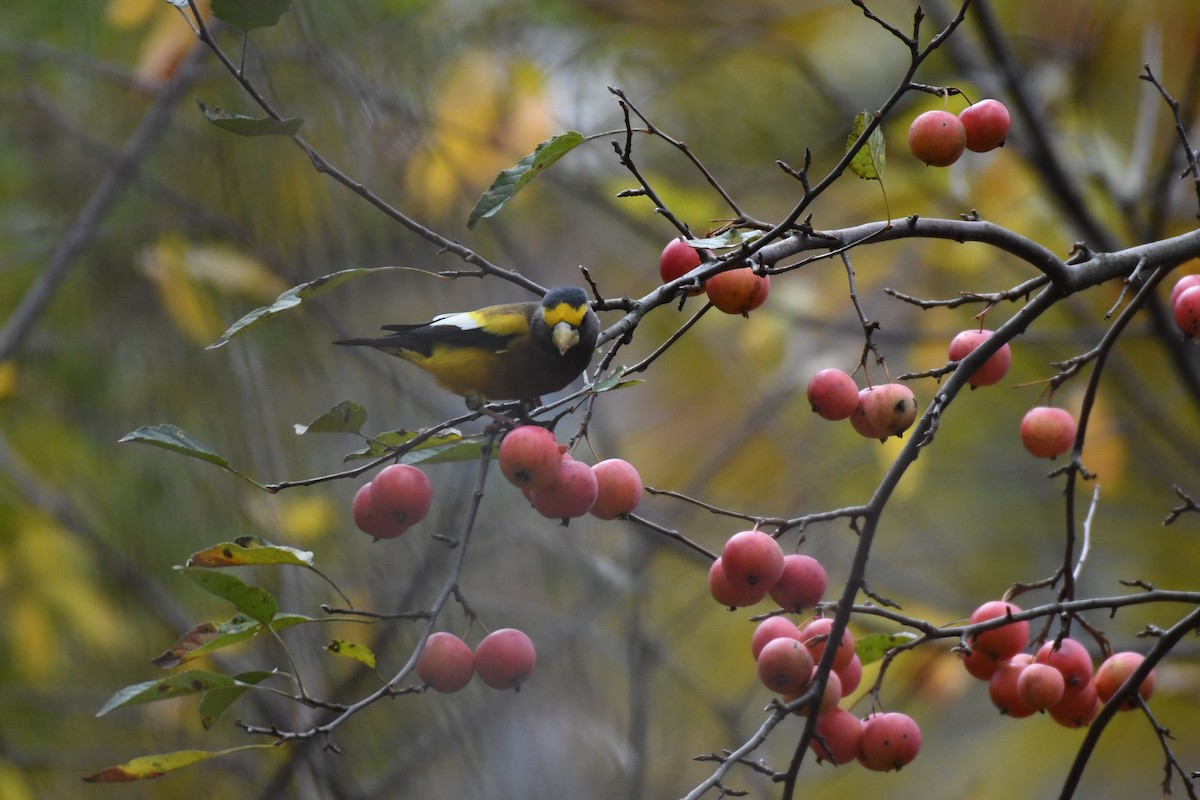Evening Grosbeak (Eastern or type 3) - ML645679809