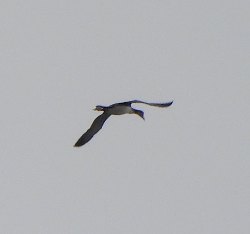 Aliota handia - ML645679812