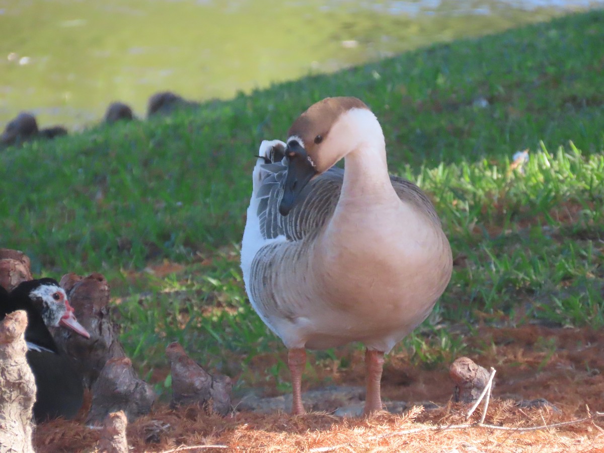 Ánsar Cisnal (variedad doméstica) - ML645679815