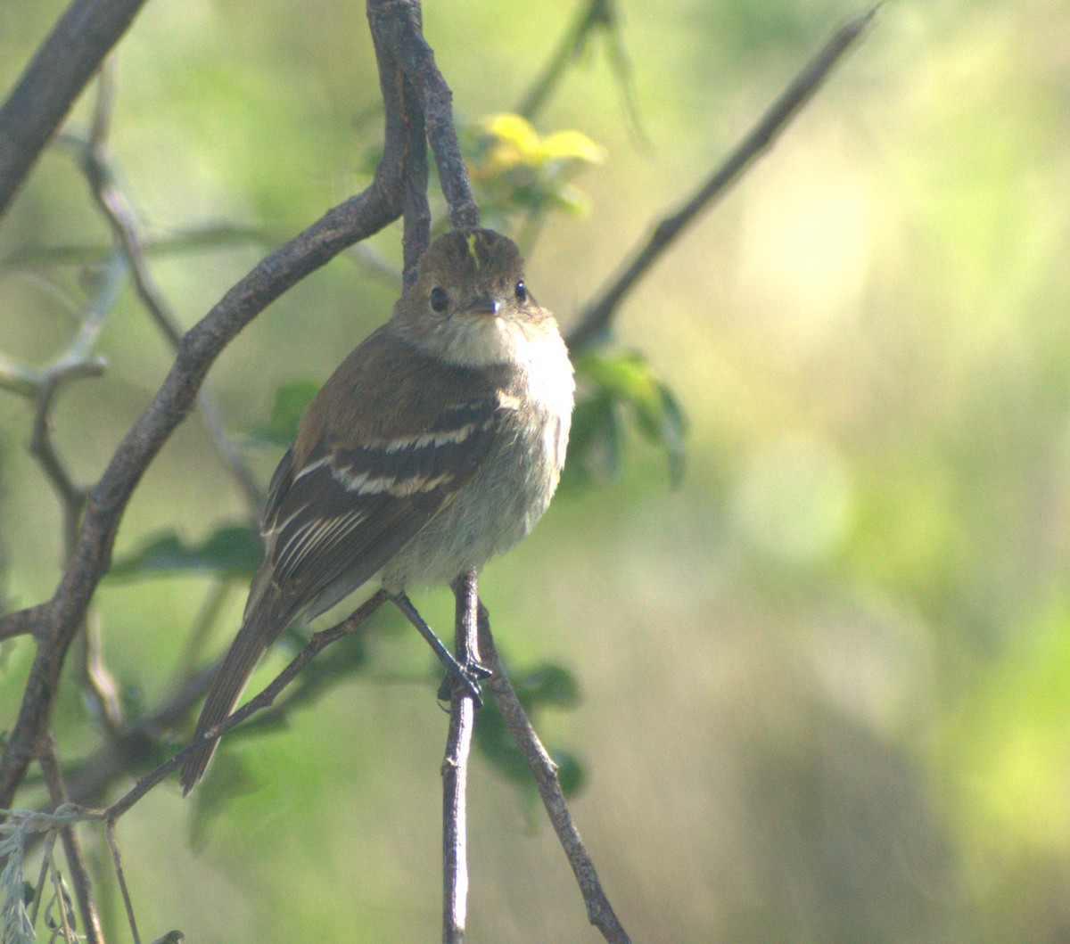 Euler's Flycatcher - ML645679817