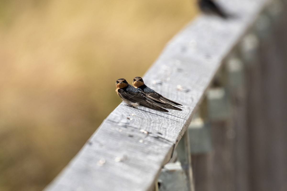 Welcome Swallow - ML645679830