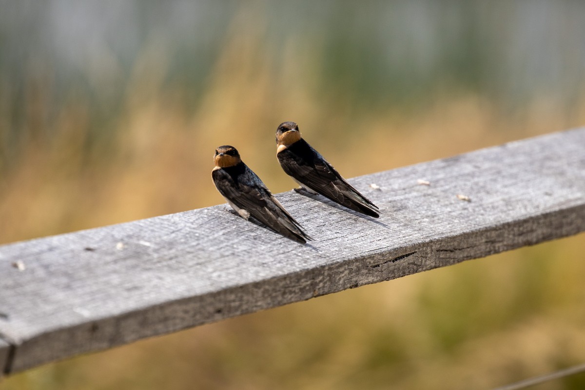 Welcome Swallow - ML645679831