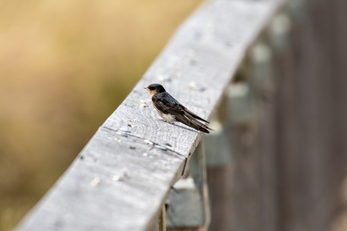 Welcome Swallow - ML645679832