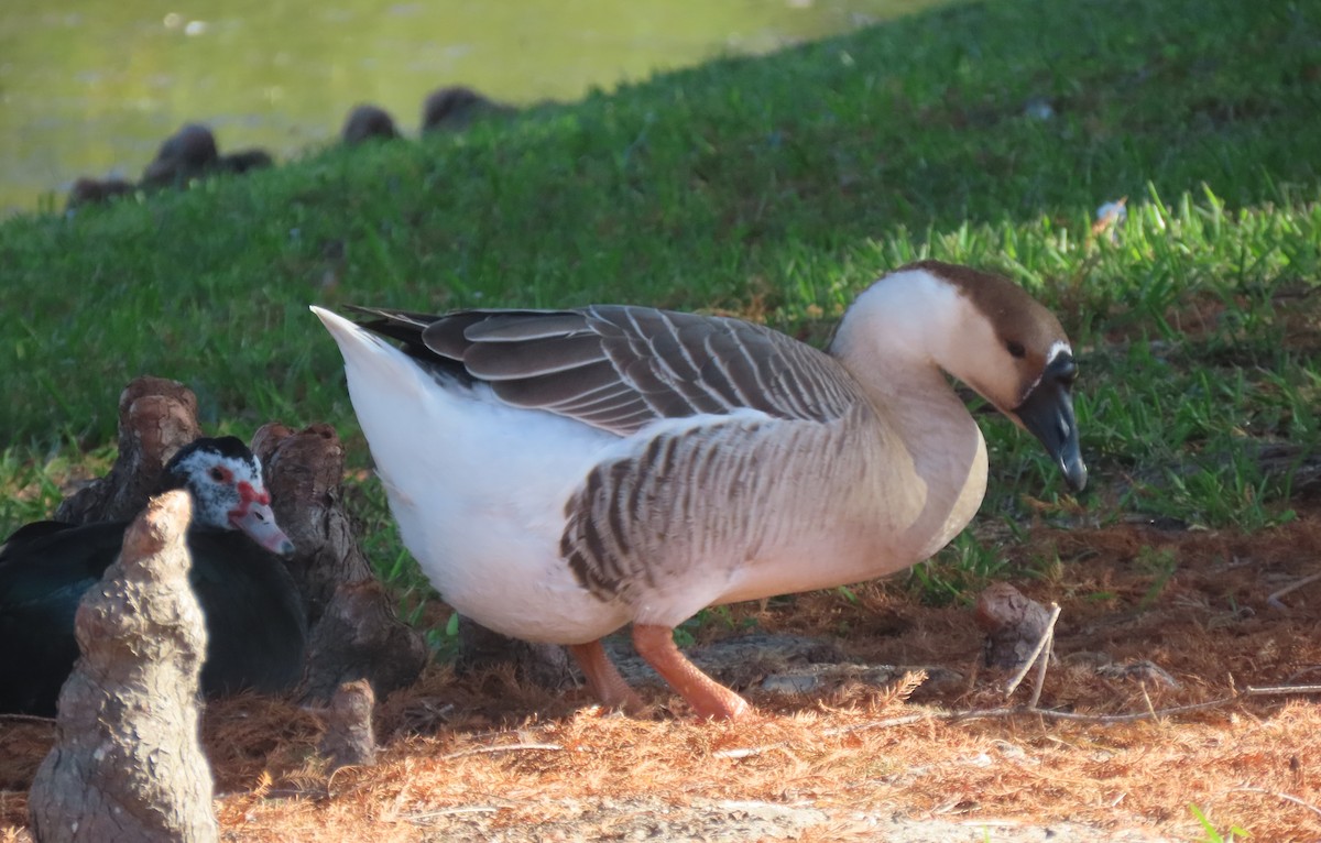 Ánsar Cisnal (variedad doméstica) - ML645679833