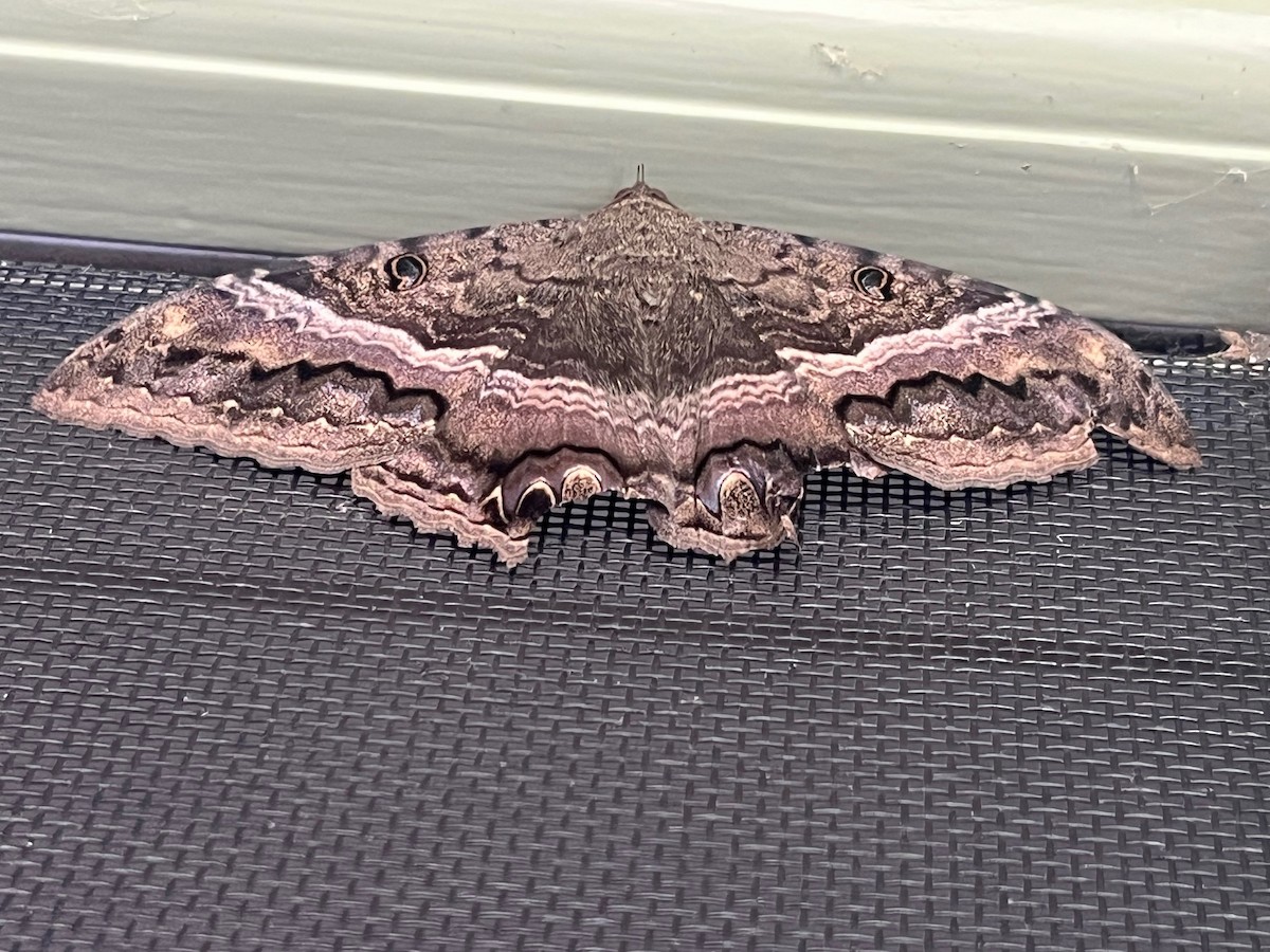 Black Witch - ML645679840