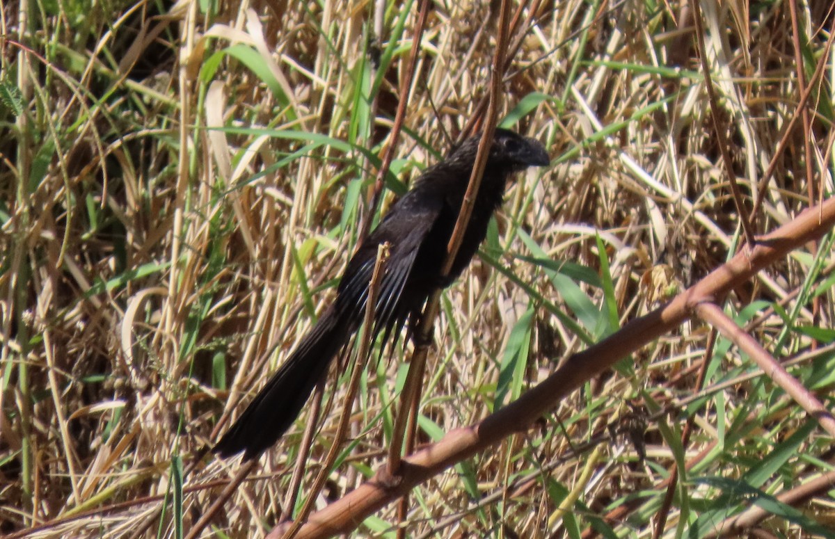 glattnebbani - ML645679846