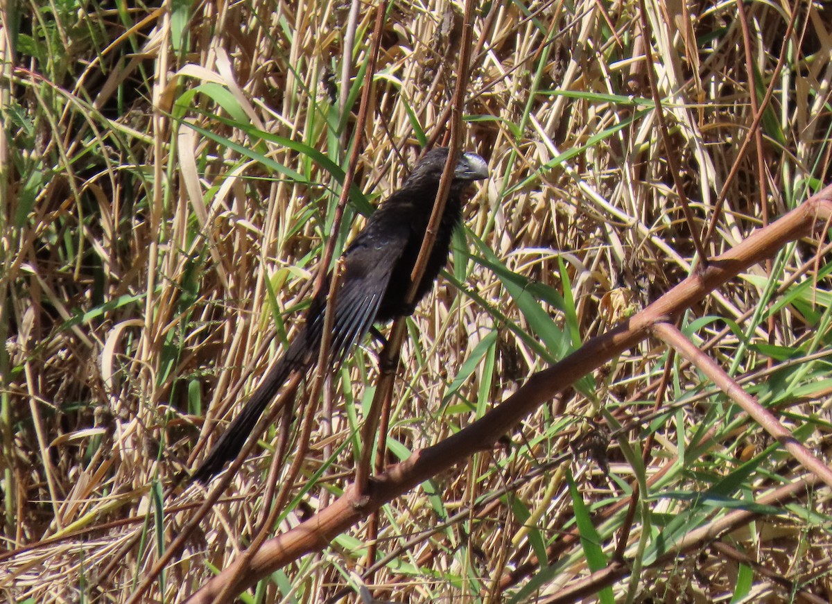 glattnebbani - ML645679847