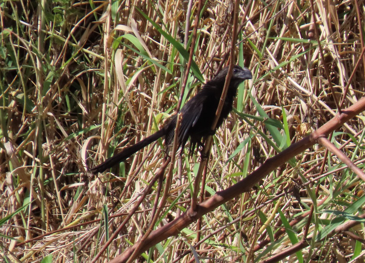 glattnebbani - ML645679848