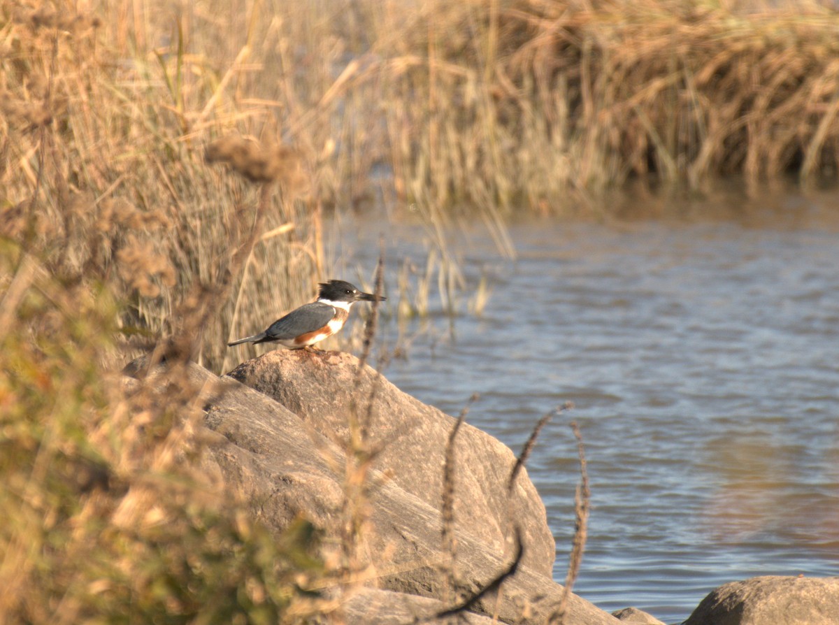 rybařík pruhoprsý - ML645679849