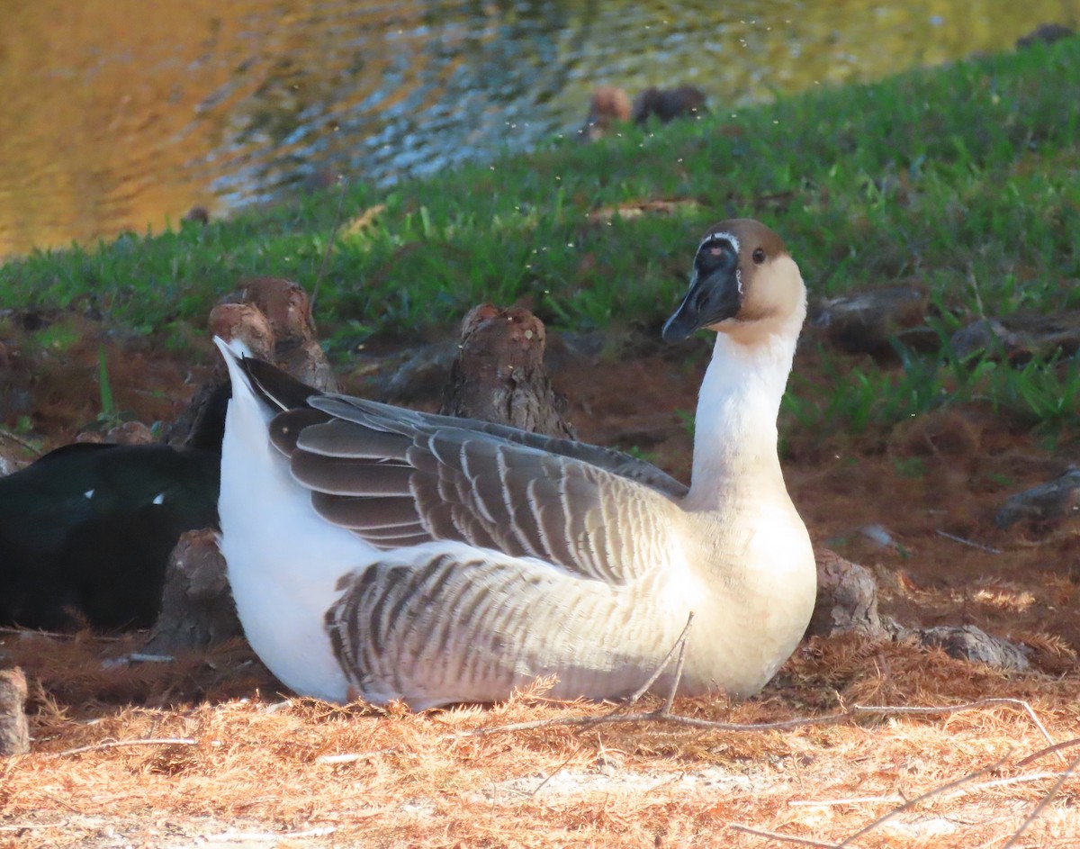 Ánsar Cisnal (variedad doméstica) - ML645679861