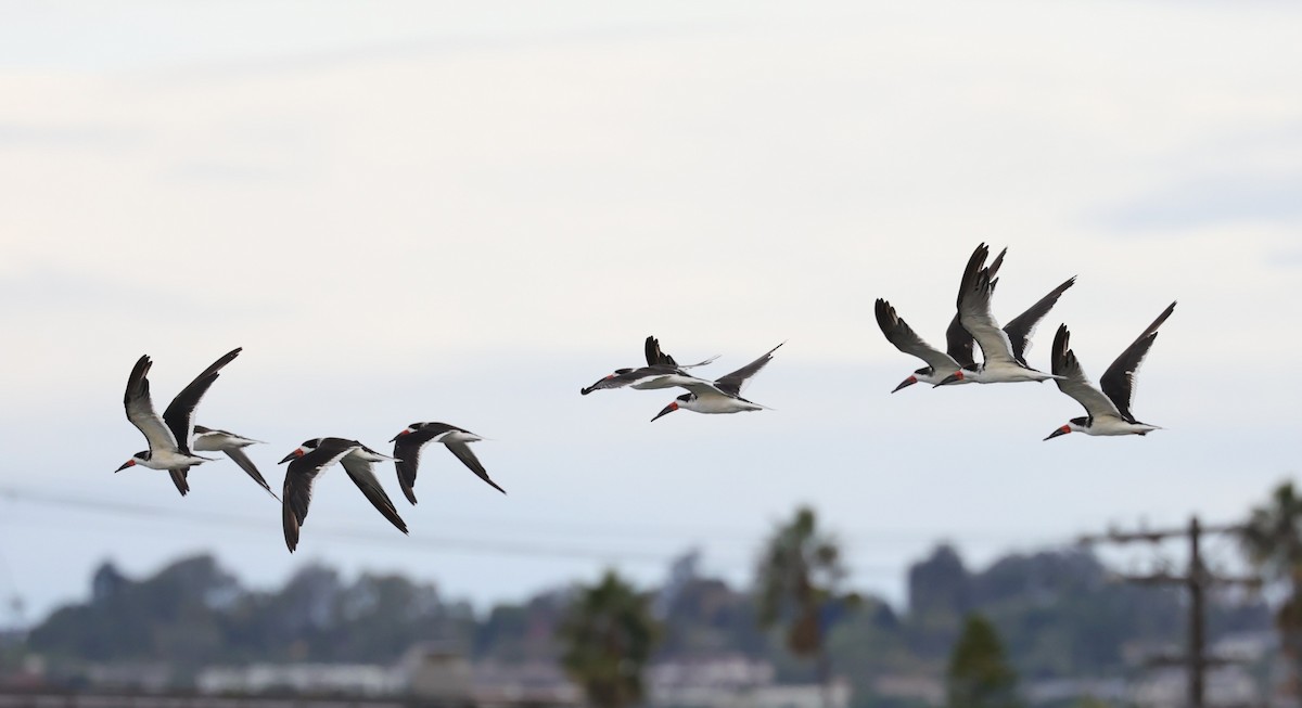 Aizturmoko amerikarra - ML645679863