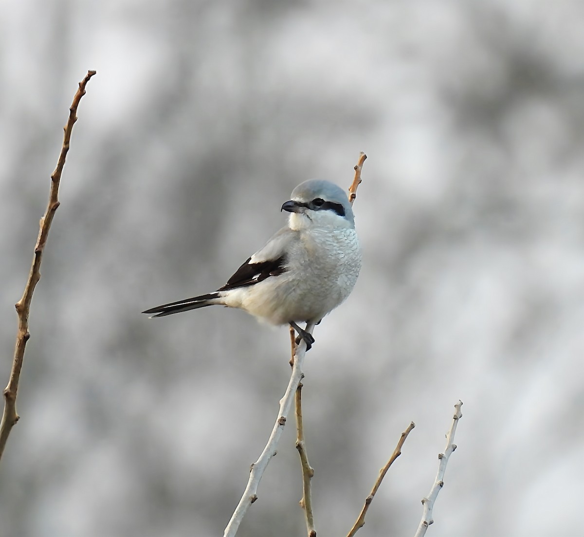 ťuhýk severní - ML645679867