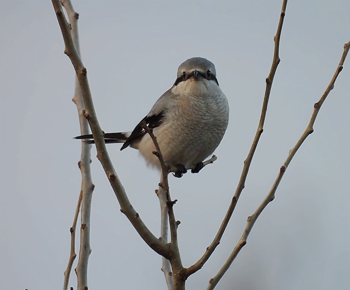 ťuhýk severní - ML645679868