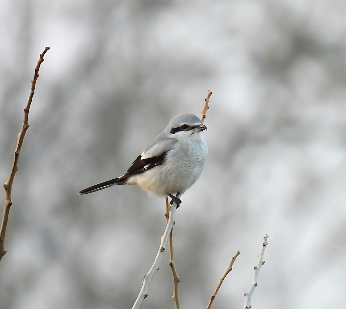 ťuhýk severní - ML645679869