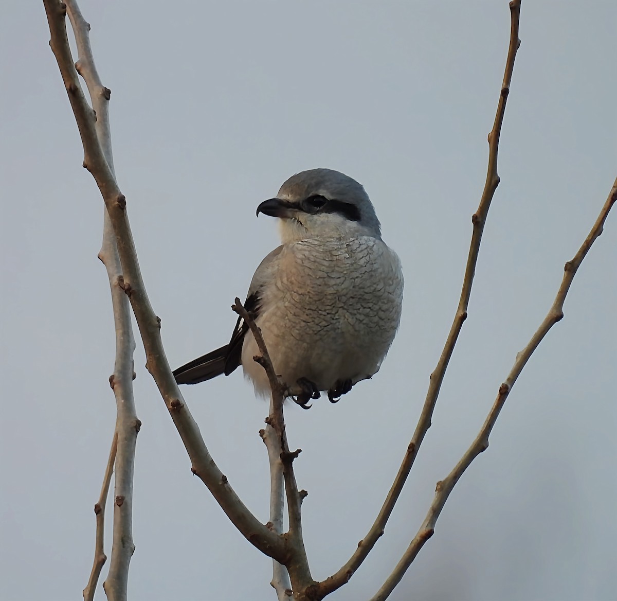 ťuhýk severní - ML645679870