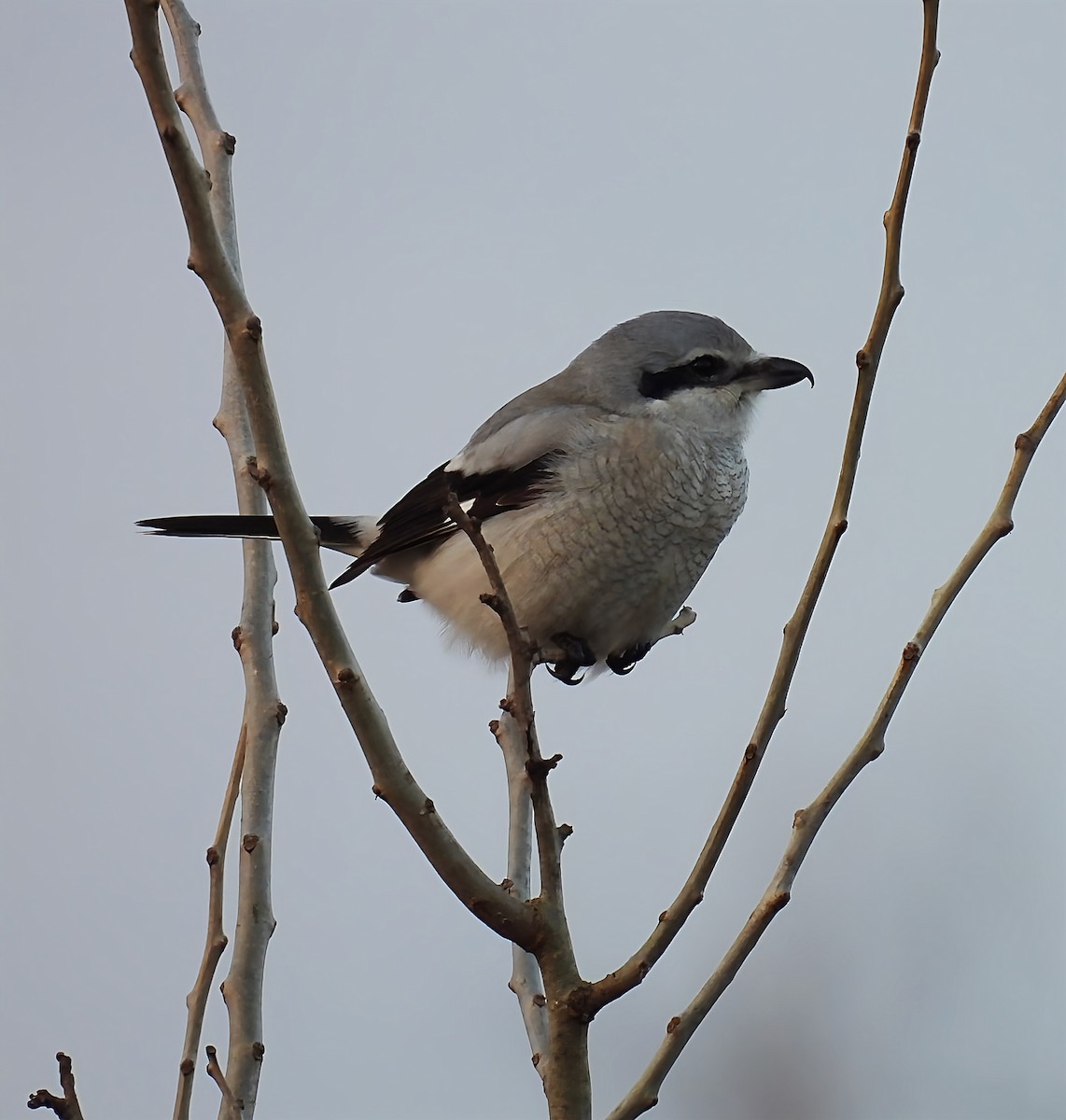 ťuhýk severní - ML645679871