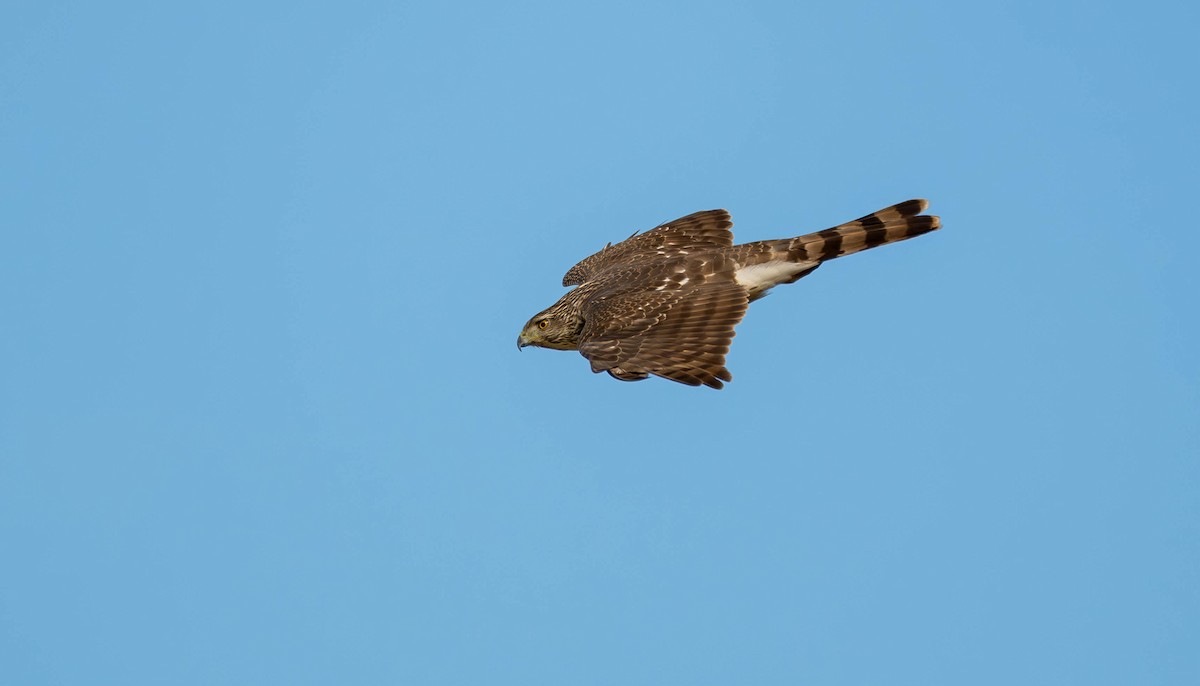 Cooper's Hawk - ML645679885
