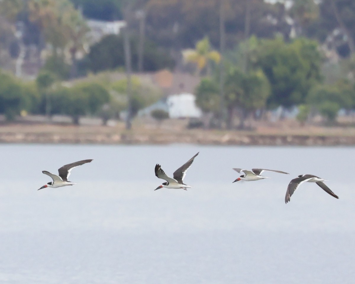 Aizturmoko amerikarra - ML645679889