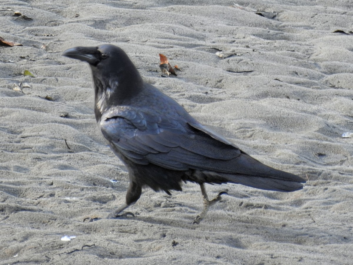 Erroi handia - ML645679912