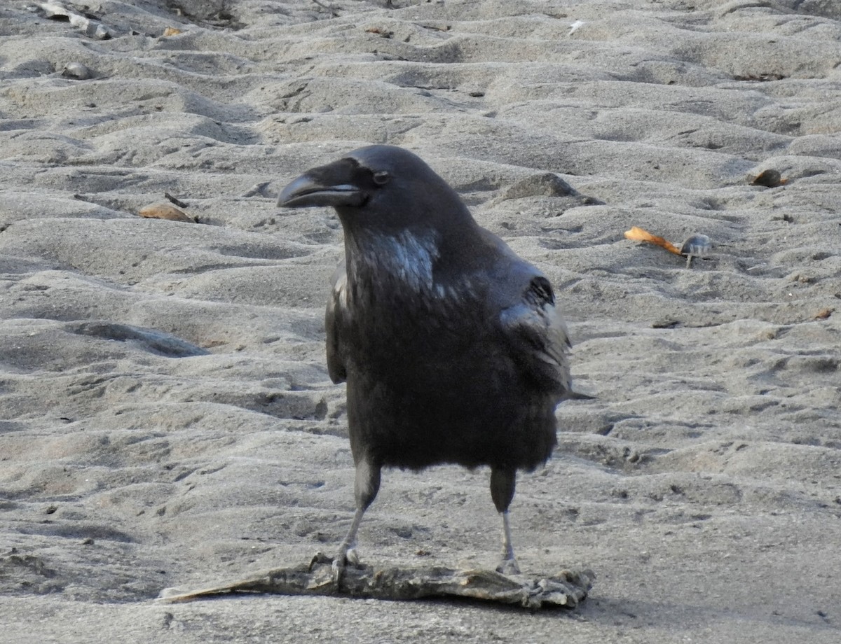 Erroi handia - ML645679913