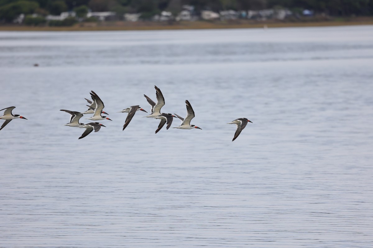 Aizturmoko amerikarra - ML645679914