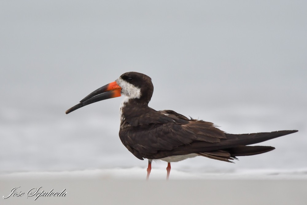 Bec-en-ciseaux noir - ML645679920