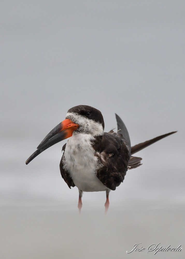 Black Skimmer - ML645679921