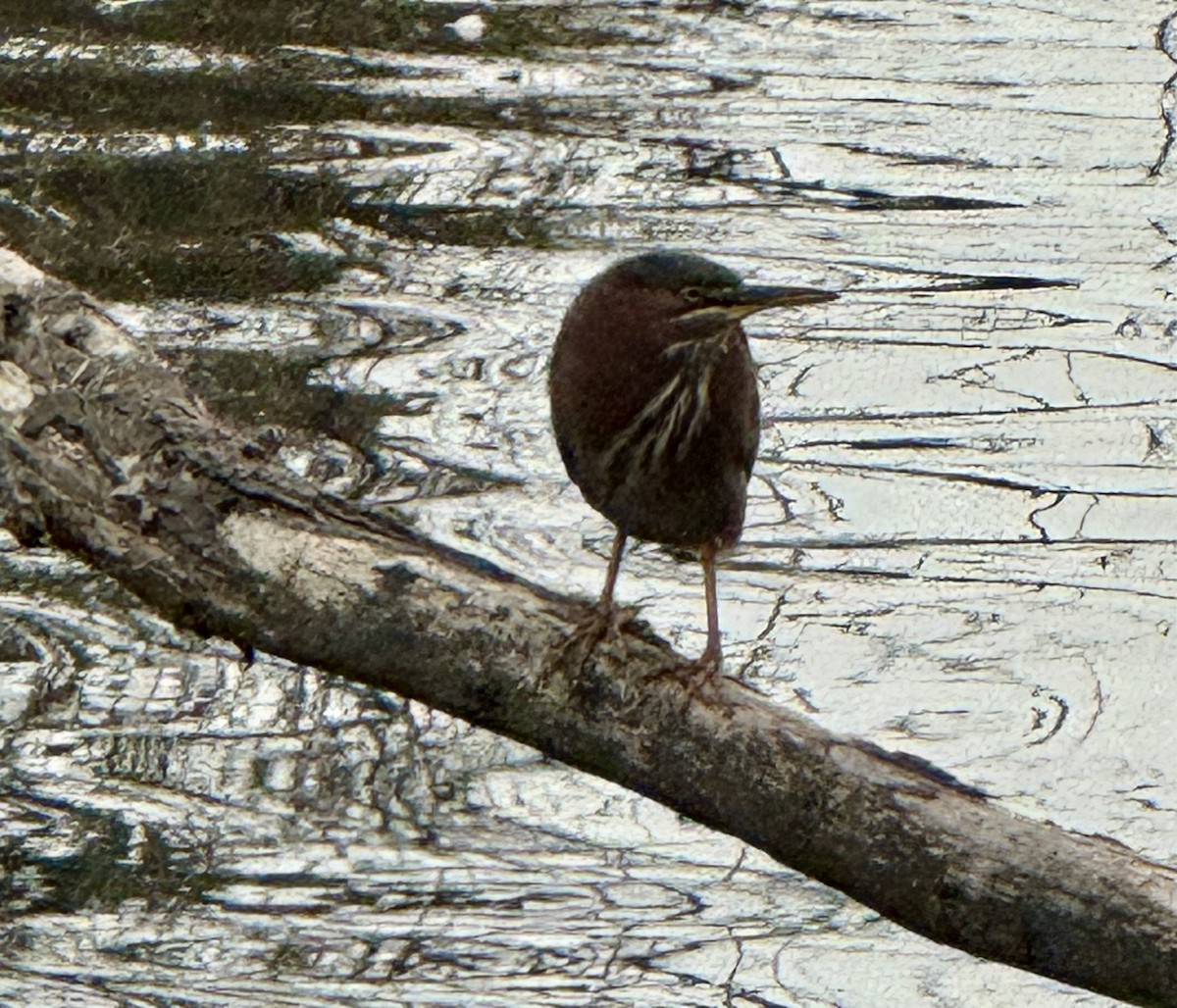 Héron vert - ML645679924