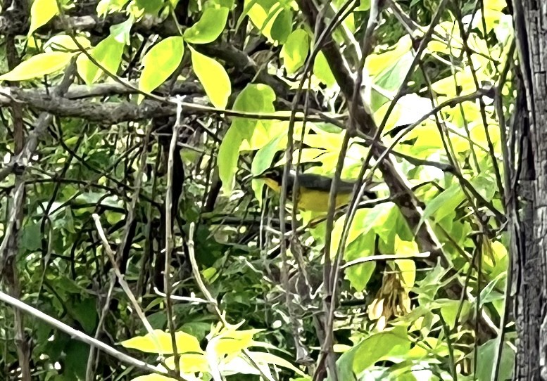 Reinita Canadiense - ML645679929