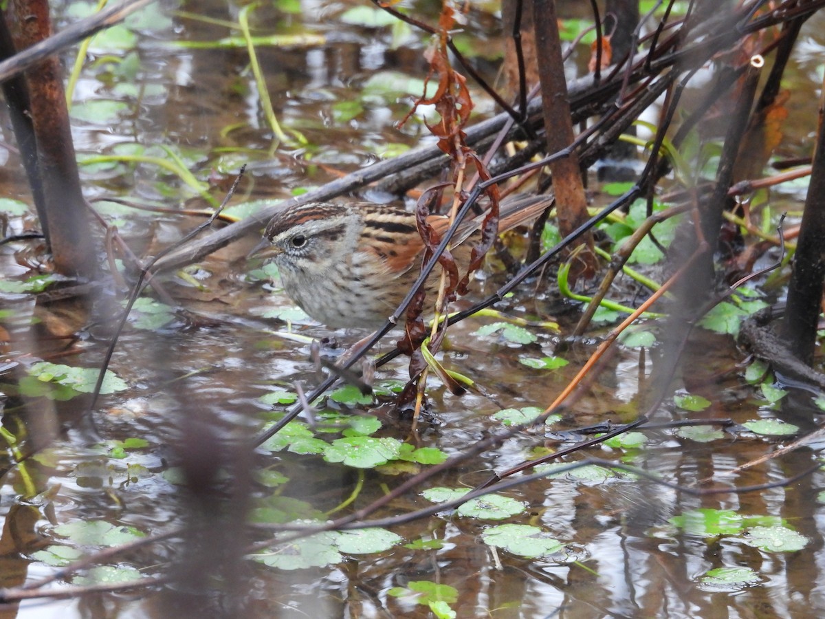 Bruant des marais - ML645679932